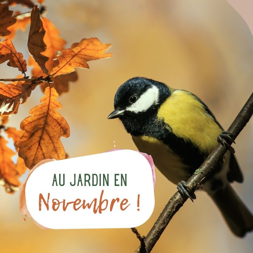 Calendrier du mois de novembre