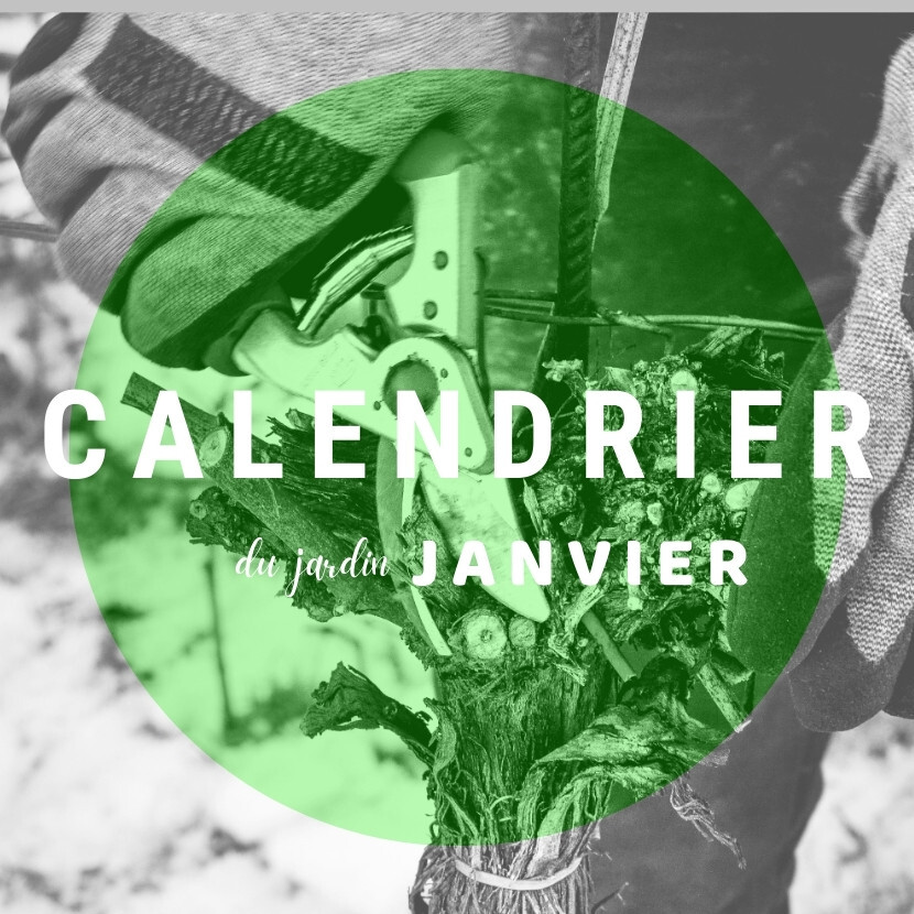 Calendrier du jardin de janvier