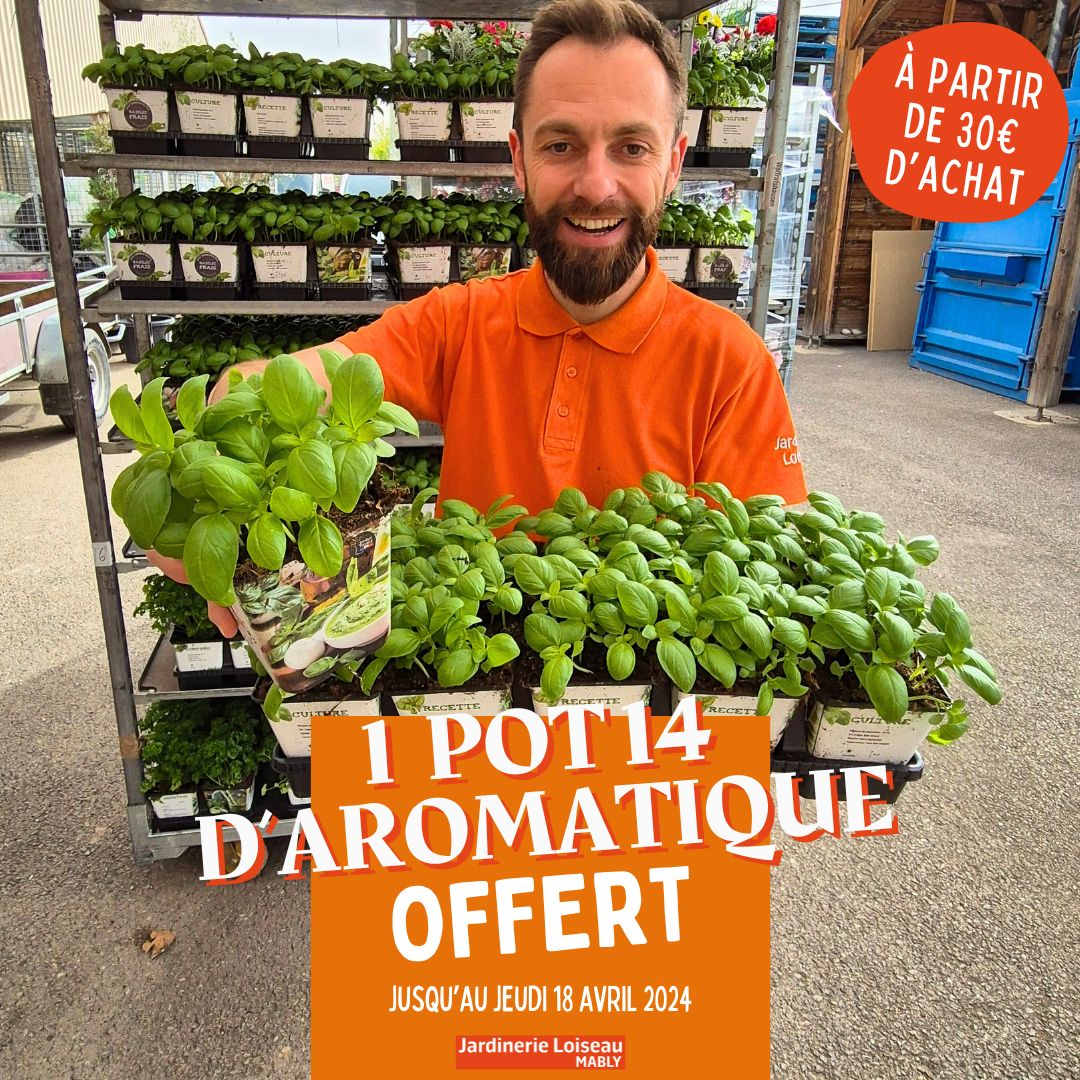 Offre exclusive sur les aromatiques !