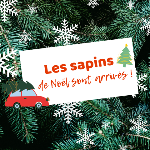 Jardinerie Loiseau - Les sapins de Noël sont arrivés